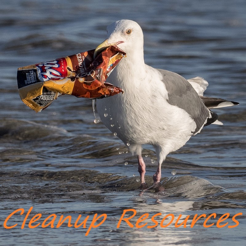 Seagull with Fritos-Cleanup